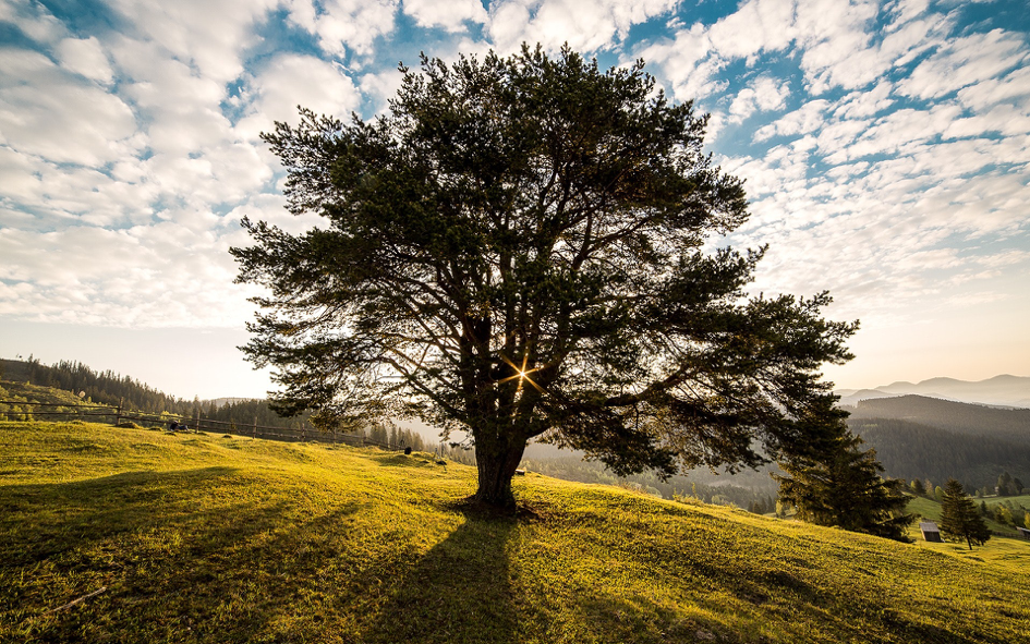 Tree Photo